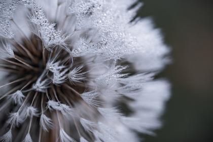 Primer plano de una flor de diente de león con gotas de rocío sobre sus semillas